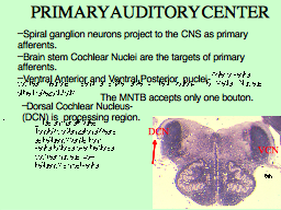 PRIMARY AUDITORY CENTER