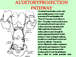 AUDITORY PROJECTION PATHWAY