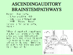 ASCENDING AUDITORY BRAINSTEM PATHWAYS