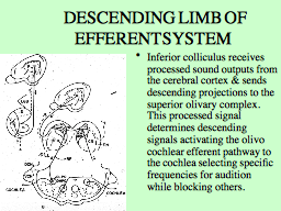  DESCENDING LIMB OF EFFERENT SYSTEM