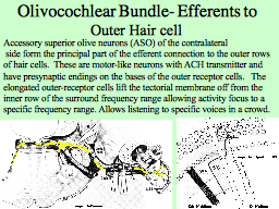 Olivocochlear Bundle- Efferents to Outer Hair cell