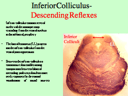 Inferior Colliculus-   Descending Reflexes