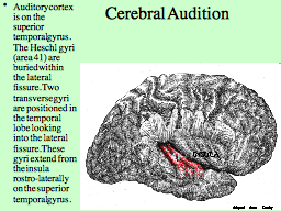 Cerebral Audition