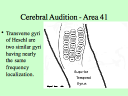 Cerebral Audition - Area 41