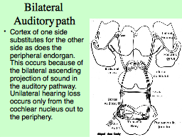 Bilateral  Auditory path