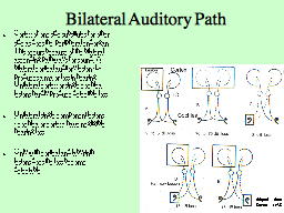 Bilateral Auditory Path