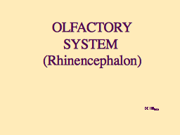  OLFACTORY SYSTEM  (Rhinencephalon)