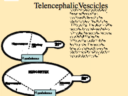 Telencephalic Vescicles  