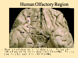 Human Olfactory Region