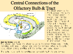Central Connections of the Olfactory Bulb & Tract