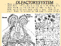 OLFACTORY SYSTEM