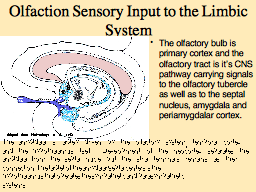 Olfaction Sensory Input to the Limbic System