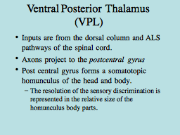 Ventral Posterior  Thalamus (VPL)