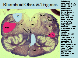 Rhomboid Obex & Trigones