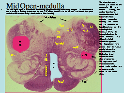 Mid Open-medulla