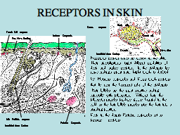 RECEPTORS IN SKIN