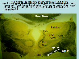 TACTILE SENSORY THALAMUS