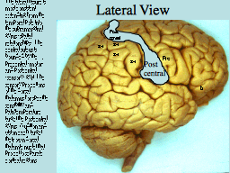 Lateral View