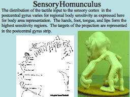 Sensory Homunculus