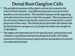 Dorsal Root Ganglion Cells