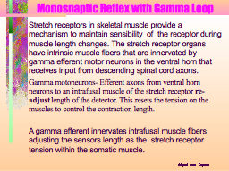 Monosnaptic Reflex with Gamma Loop