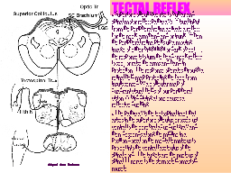 TECTAL REFLEX