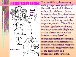 Respiratory Reflex