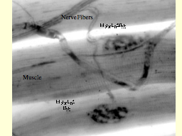 Motor Endplate