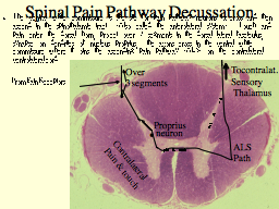 Spinal Pain Pathway Decussation