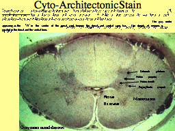 Cyto-Architectonic Stain