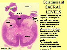 Gelatinosa at SACRAL LEVELS