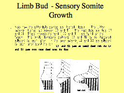 Limb Bud  - Sensory Somite Growth
