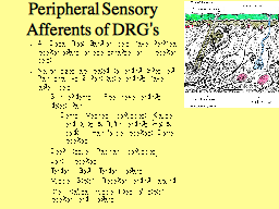 Peripheral Sensory Afferents of DRG’s