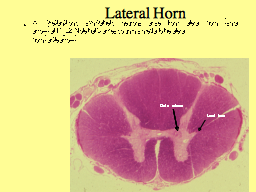 Lateral Horn