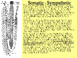 Somatic - Sympathetic