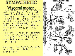 SYMPATHETIC Visceral motor 
