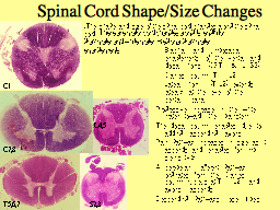 Spinal Cord Shape/Size Changes