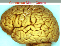 Conscious Motor Control