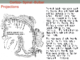  Cortico- Spinal -Bulbar  Projections