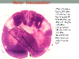 Motor Decussation