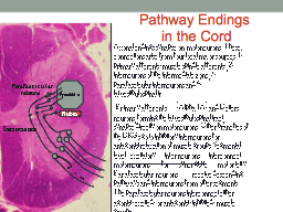 Pathway Endings  in the Cord .s