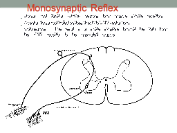 Monosynaptic Reflex