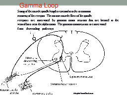 Gamma Loop