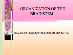   ORGANIZATION OF THE BRAINSTEM  