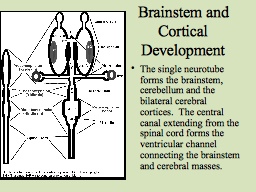 Brainstem and Cortical Development