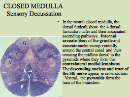 CLOSED MEDULLA  Sensory Decussation