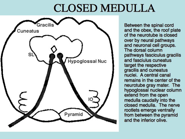 CLOSED MEDULLA