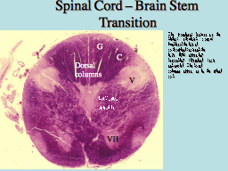 Spinal Cord - Brainstem Transition