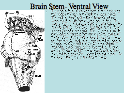 Brainstem- Ventral View