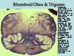 Rhomboid Obex & Trigones